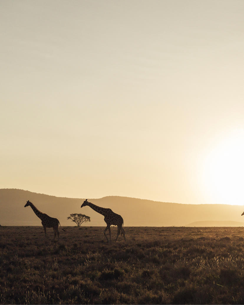 Reticulated giraffe in the evening sun