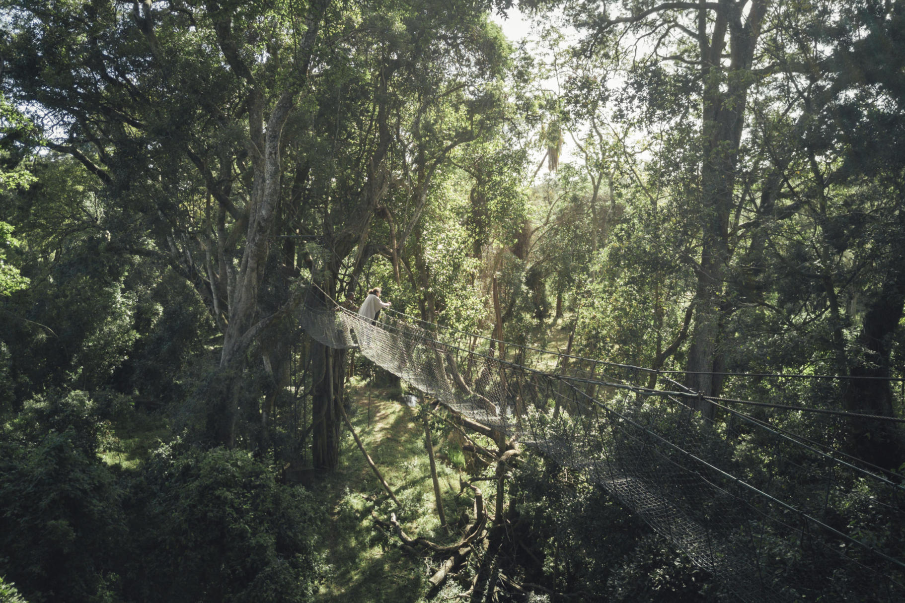 Canopy walkway at ngare Ndare Forest, Kenya