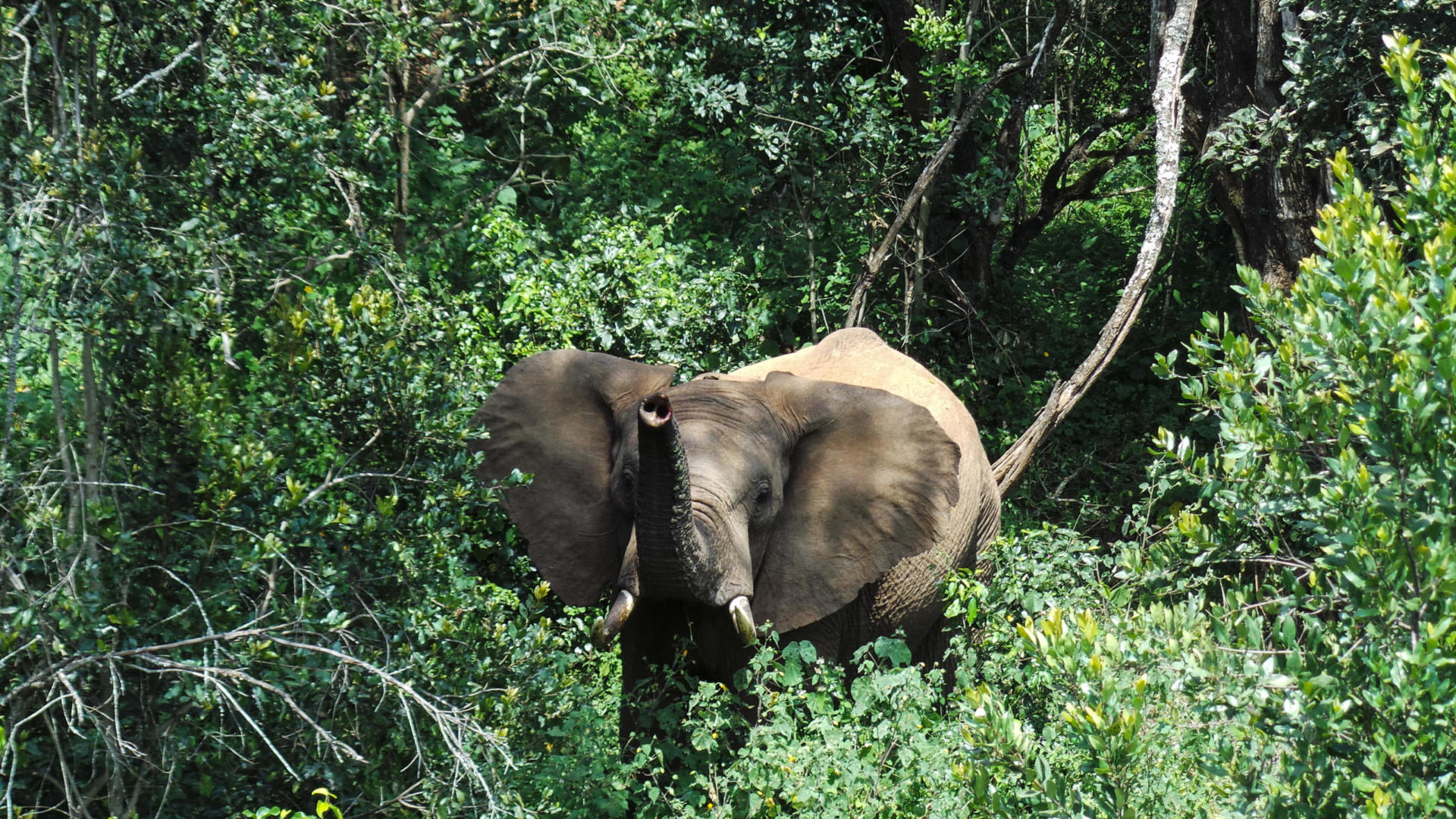 An elephant scenting the photographer on the canopy walkway