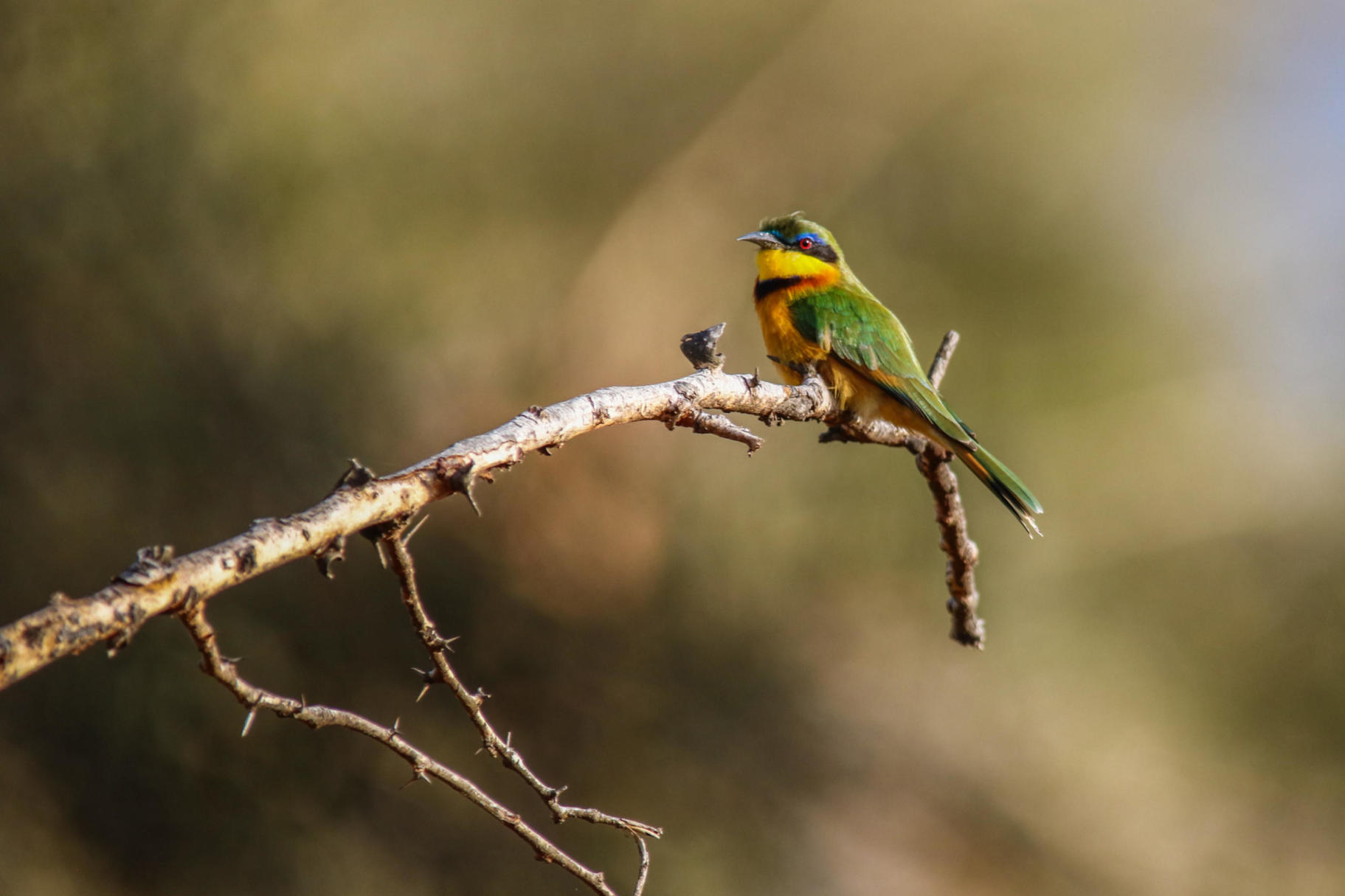 A little bee-eater, Lewa House