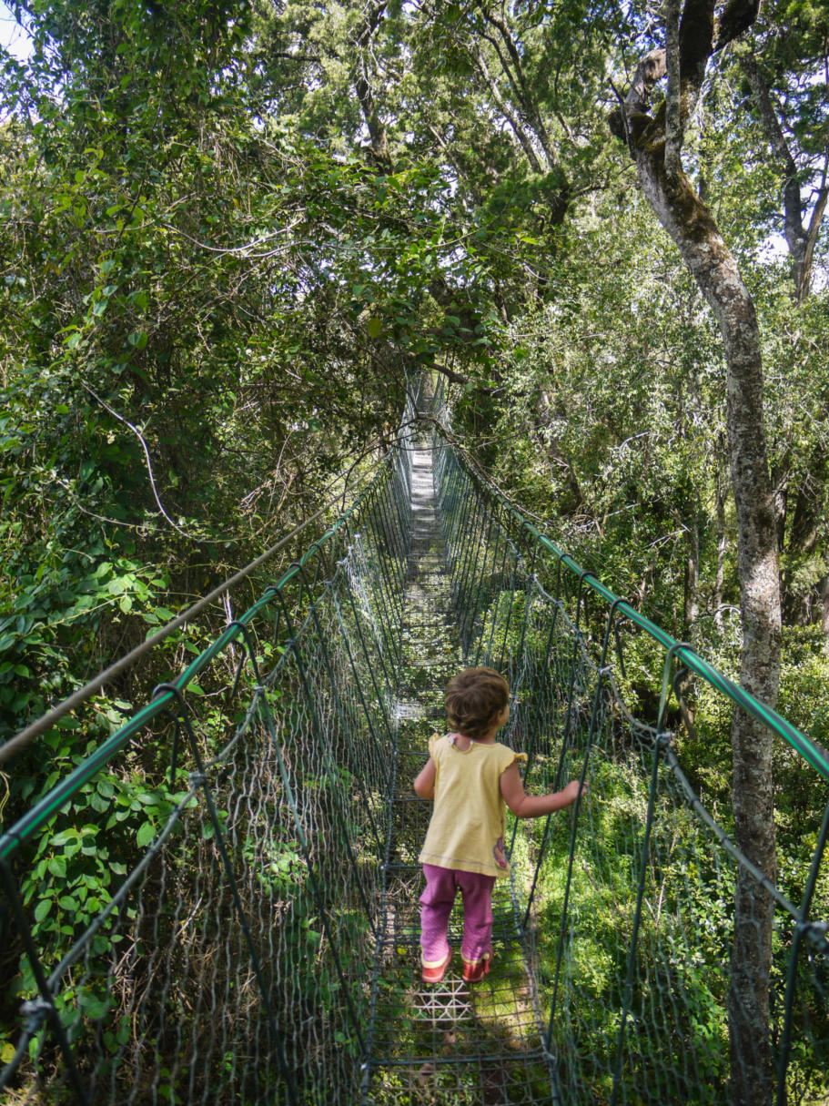 A child on the canopy walkway in the Ngare ndare forest, Kenya