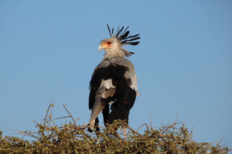 Secretary bird on a tree