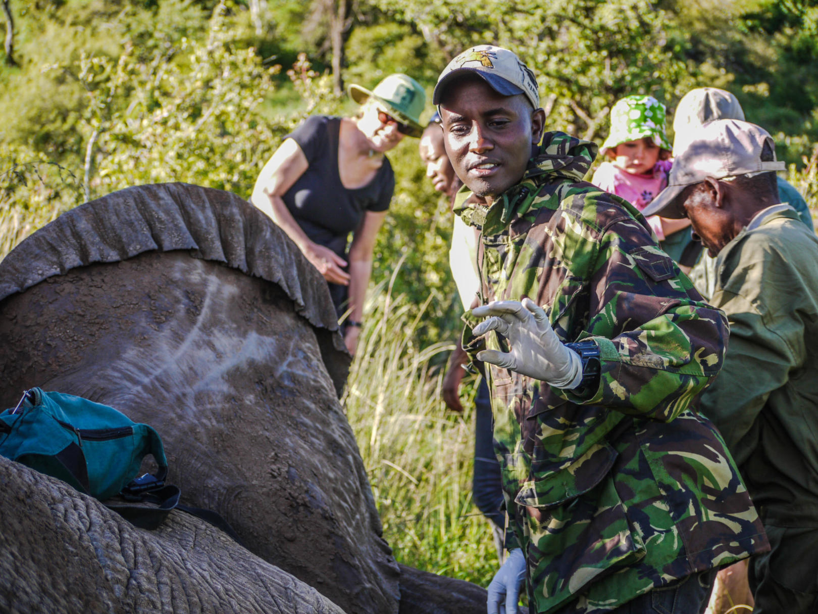 Kenya Wildlife Service vet treating injured elephant