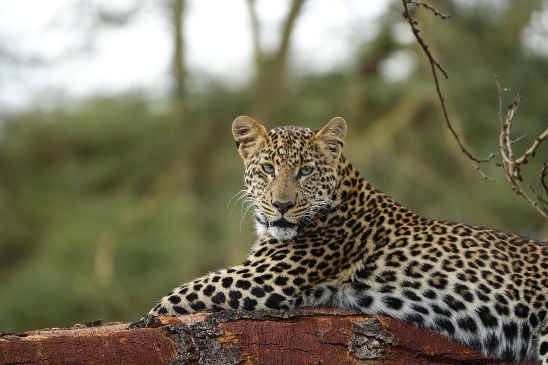 Leopard in Lewa Woodland