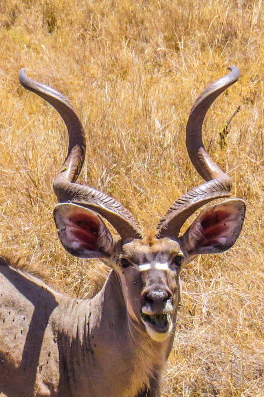 Greater Kudu on Lewa