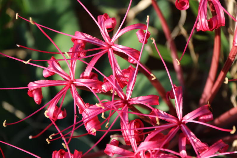 Ammocharis tinneana